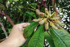 Rhododendron barbatum